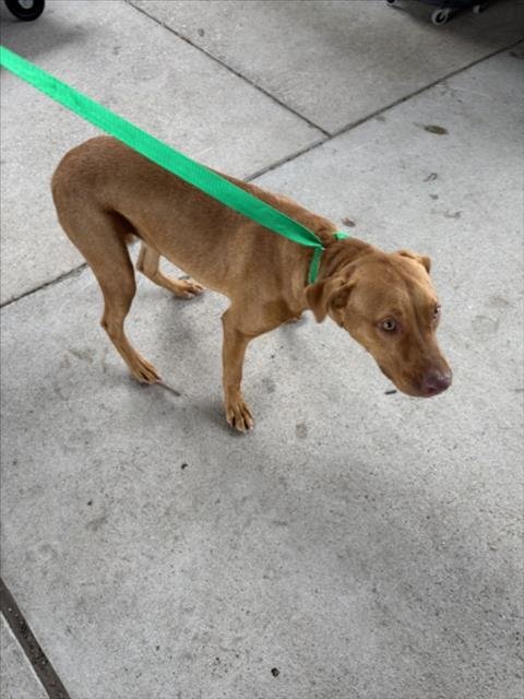 DAISY - Pit Bull Terrier available for adoption