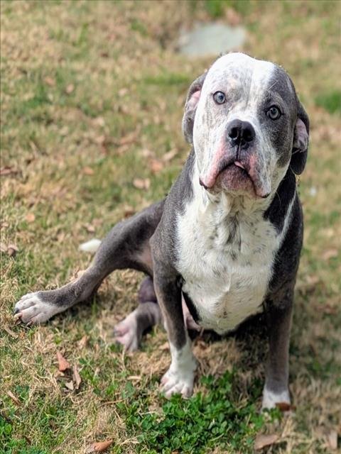 CREED - English Bulldog available for adoption