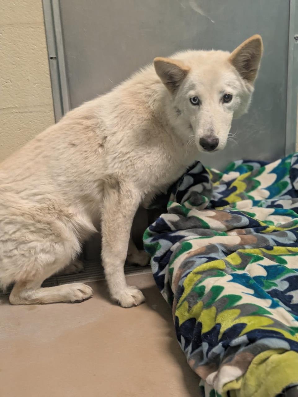 LUMI - Siberian Husky available for adoption