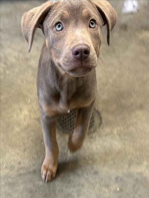 TAMMY - Labrador Retriever available for adoption