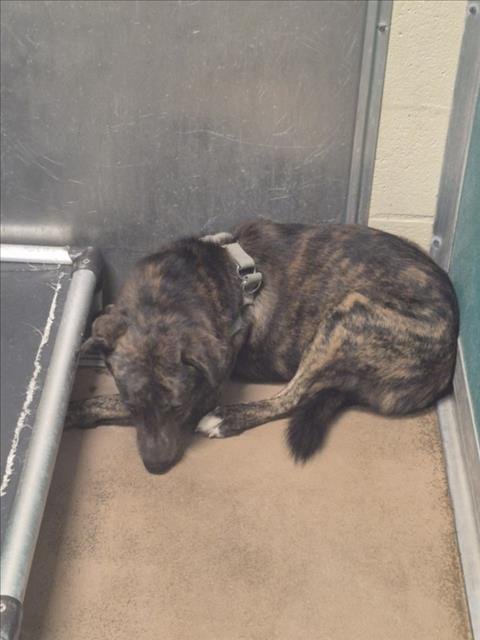 A042769 - German Shepherd Dog available for adoption