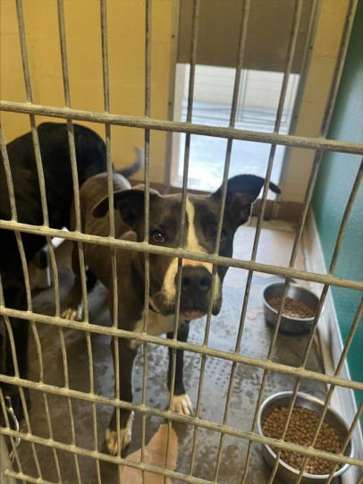 A042698 - Pit Bull Terrier available for adoption