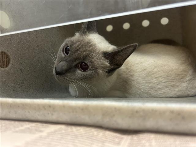 COOKIE - Siamese available for adoption