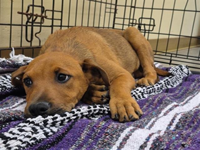 CLIFFORD - Rhodesian Ridgeback available for adoption