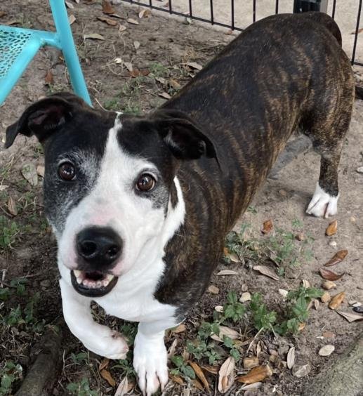 BINGELS - Basset Hound available for adoption