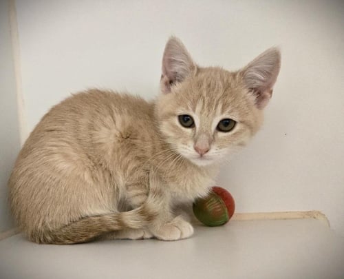 MARYAM - Domestic Short Hair available for adoption