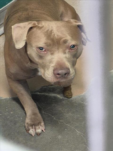 CARAMEL - Pit Bull Terrier available for adoption