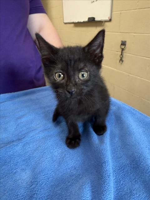 PUMPKIN - Domestic Short Hair available for adoption