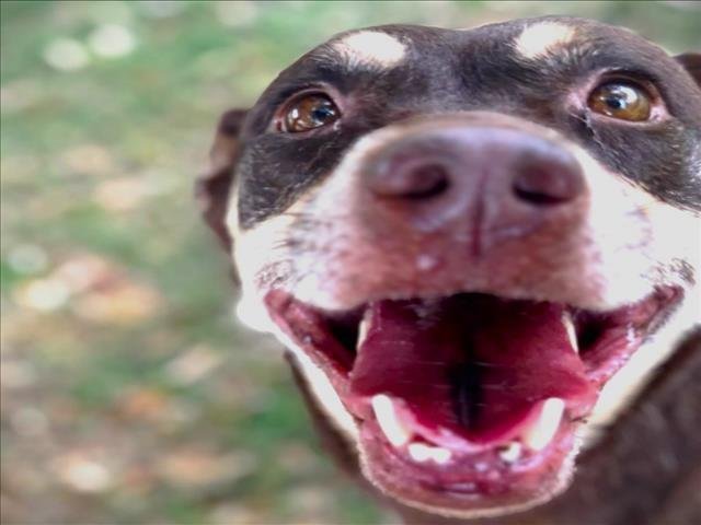 REIGN - Siberian Husky / Labrador Retriever available for adoption