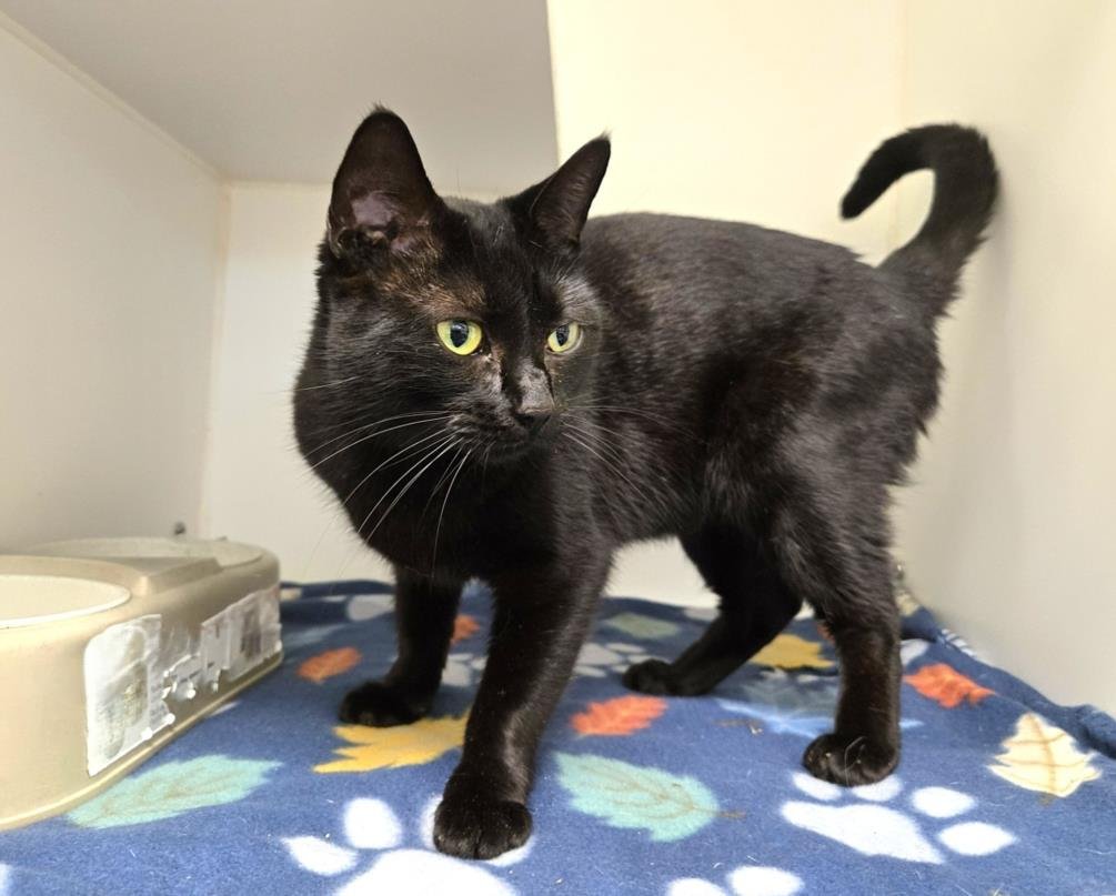 MIDNIGHT - Domestic Short Hair available for adoption