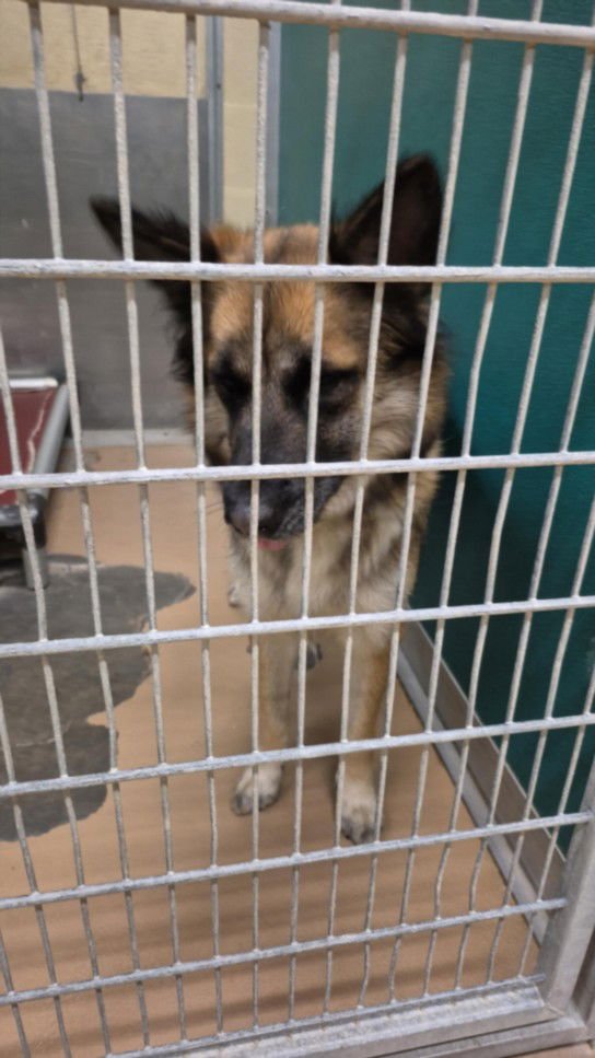 TOPAZ - German Shepherd Dog / Border Collie available for adoption