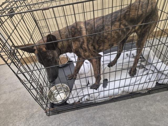 CINDERELLA - Belgian Shepherd Malinois available for adoption