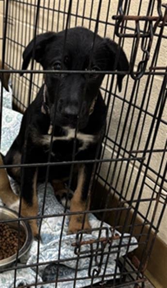 PEPPER - German Shepherd Dog available for adoption