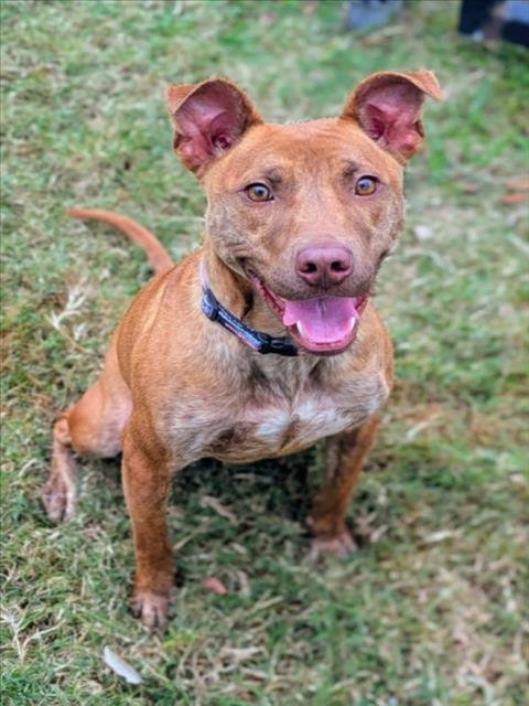 LYLES - Boxer available for adoption