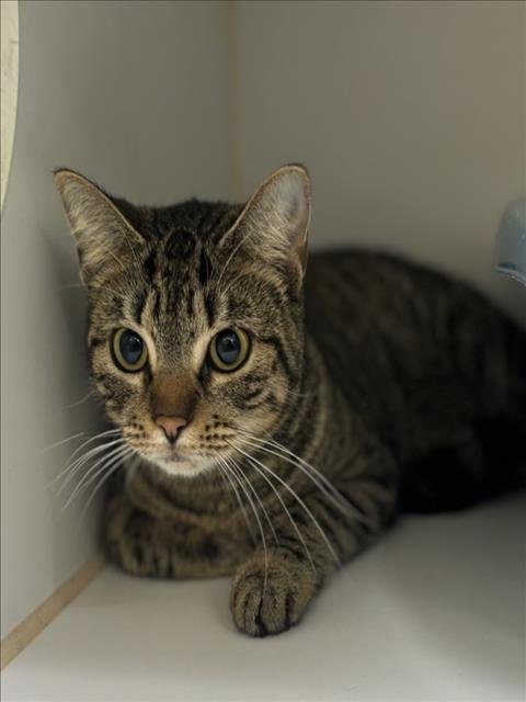 VIOLET - Domestic Short Hair available for adoption