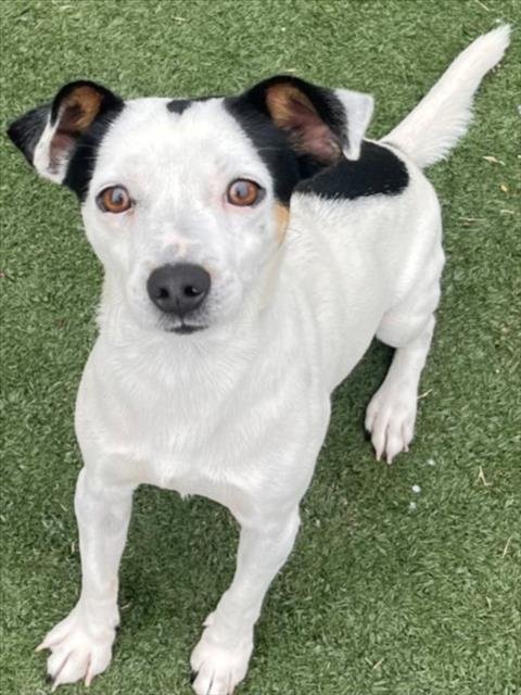 JACK - Rat Terrier available for adoption