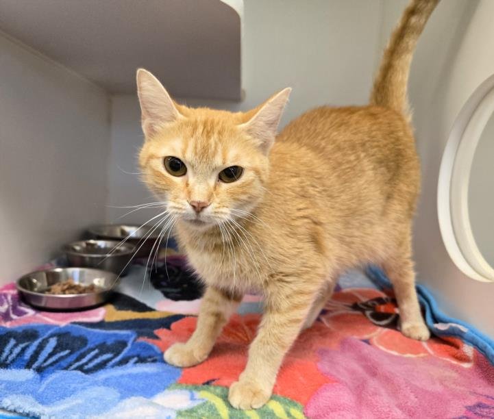 ATHENA - Domestic Short Hair available for adoption