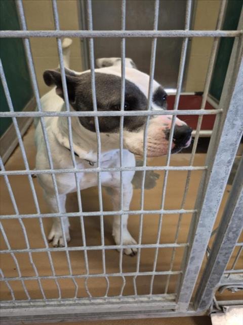 A042876 - Pit Bull Terrier available for adoption