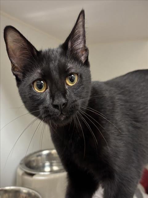 LATTE - Domestic Short Hair available for adoption