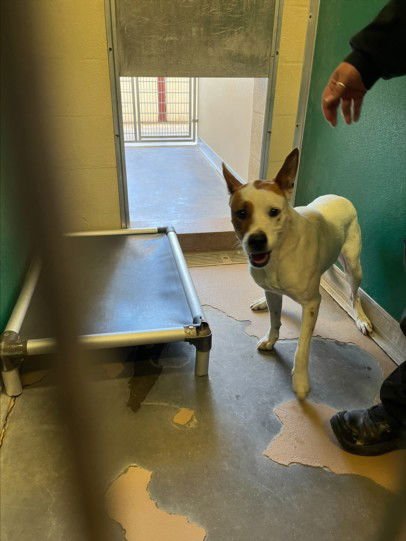 BENNY - Australian Cattle Dog/Blue Heeler available for adoption