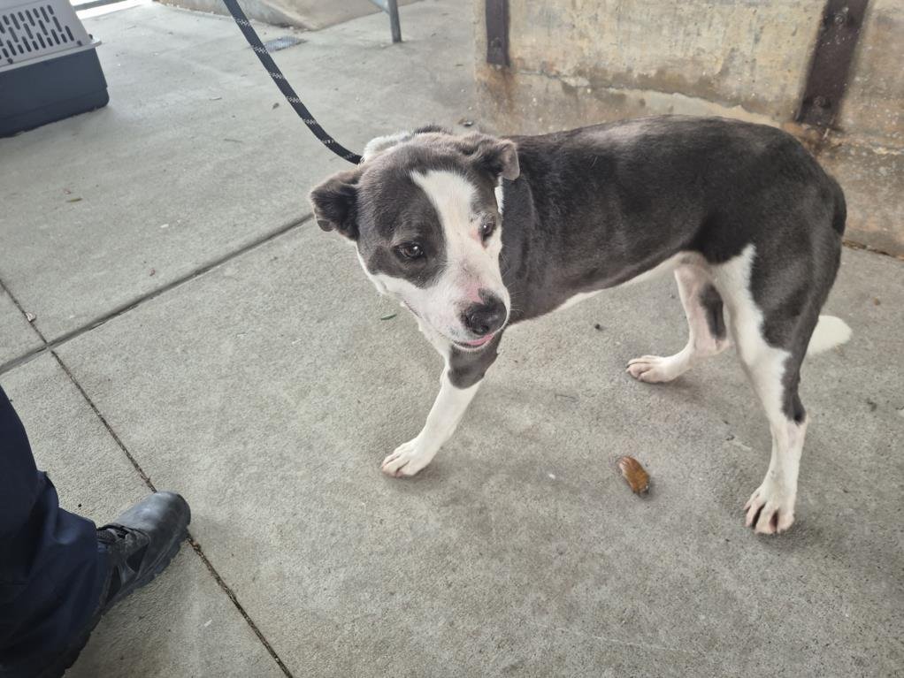 CLOVER - Border Collie available for adoption