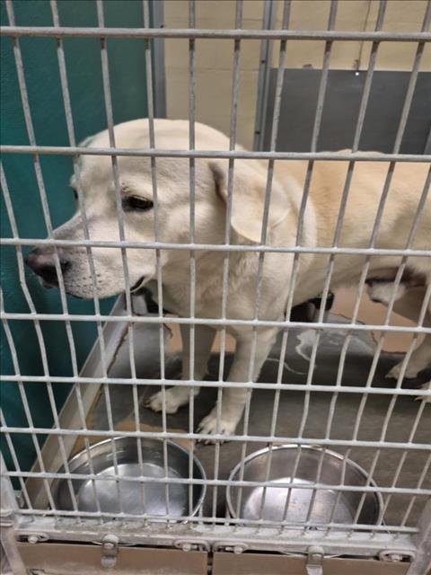 SNOWBALL - Labrador Retriever available for adoption