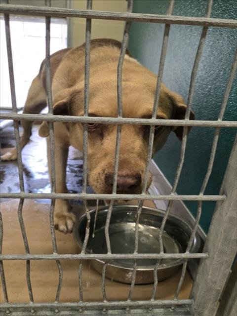 FRANK - German Shepherd Dog available for adoption