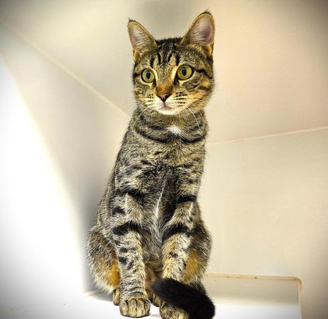 PIXIE - Domestic Short Hair available for adoption