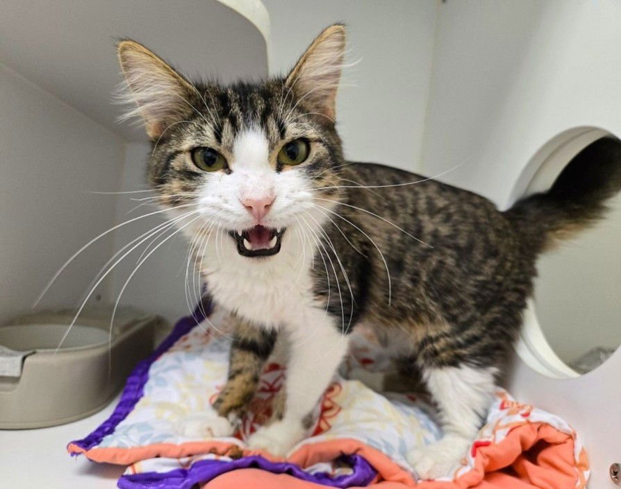 CASPER - Domestic Medium Hair available for adoption