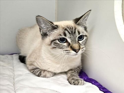 CHARISMA - Siamese available for adoption