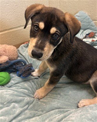 STAR - German Shepherd Dog available for adoption