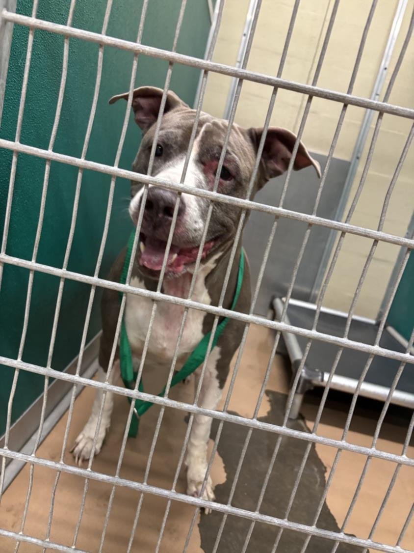 BIGS - Pit Bull Terrier available for adoption