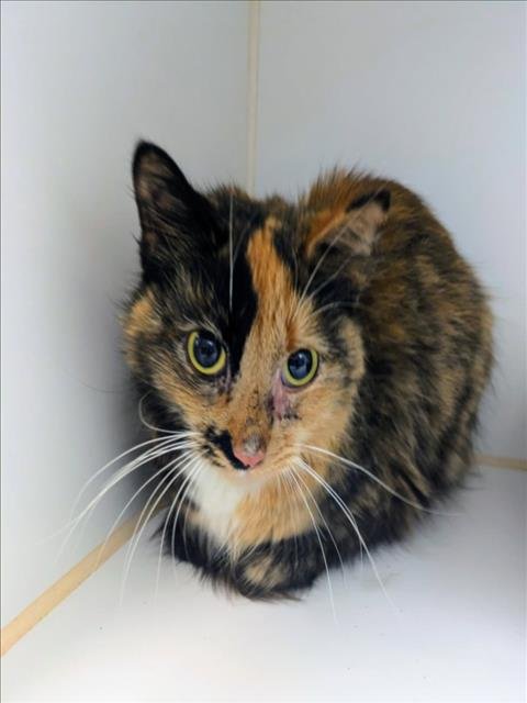 SADIE - Domestic Medium Hair available for adoption