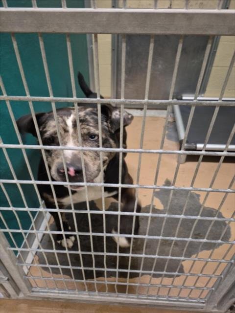 BOONE - Catahoula Leopard Dog available for adoption