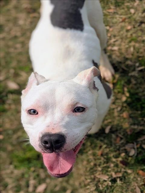 VENUS - Pit Bull Terrier available for adoption