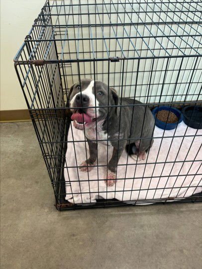 BELLE - Pit Bull Terrier available for adoption