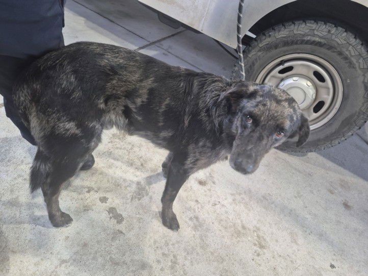 PEBBLE - Catahoula Leopard Dog available for adoption