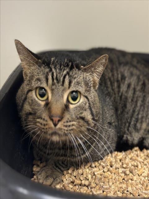 ADMIRAL PANCAKES - Domestic Short Hair available for adoption