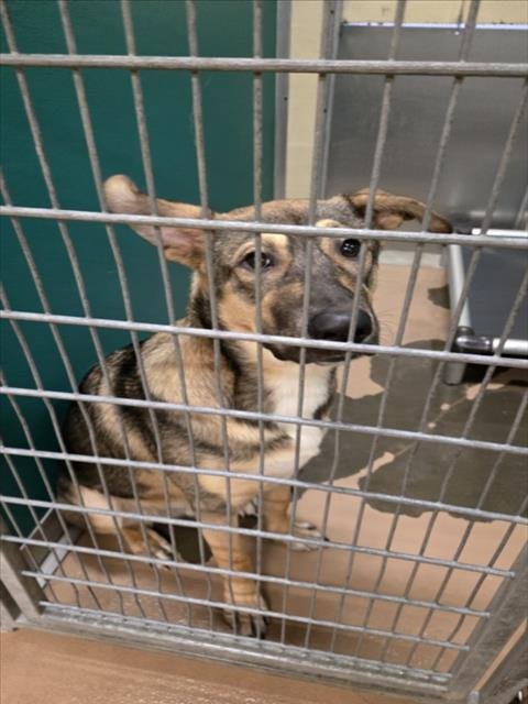 PANCAKE - German Shepherd Dog available for adoption