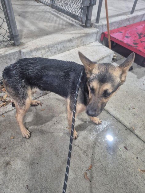 KAI - German Shepherd Dog available for adoption