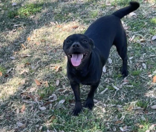 DARLA - Chihuahua available for adoption