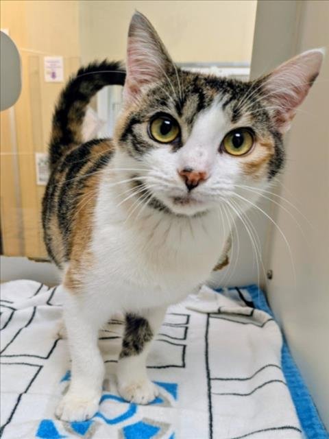 MAUI WAUI - Domestic Short Hair available for adoption