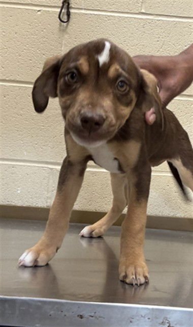 PRECIOUS - Labrador Retriever available for adoption