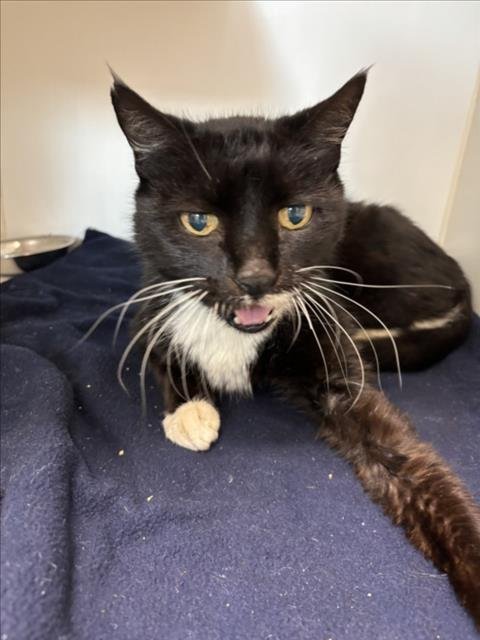 CONNOR - Domestic Short Hair available for adoption