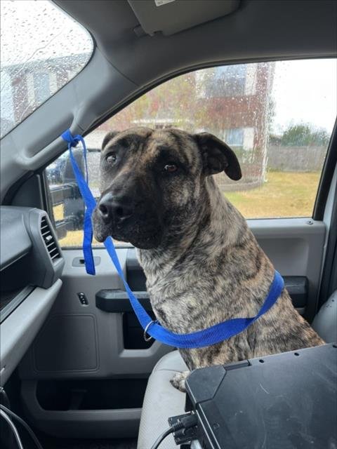 PICKLES - Presa Canario available for adoption
