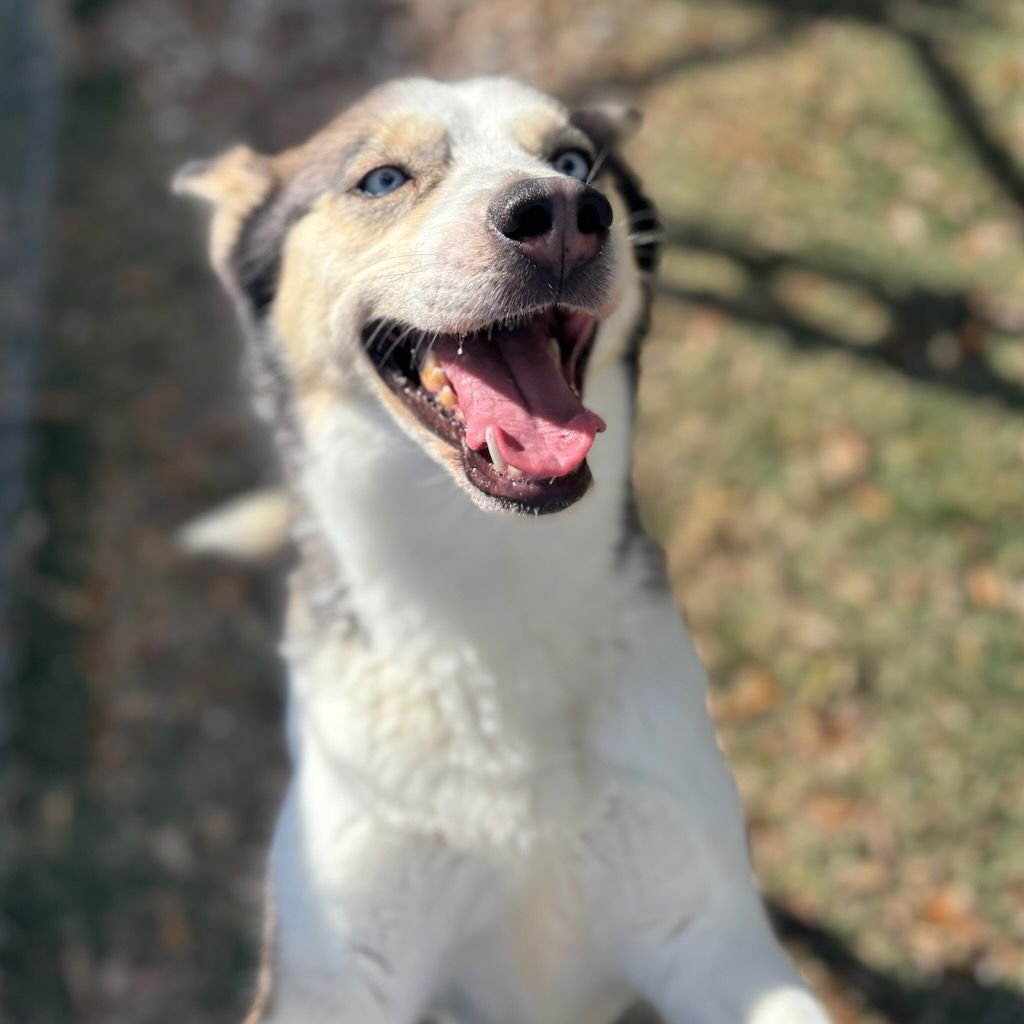 JADE - Husky available for adoption