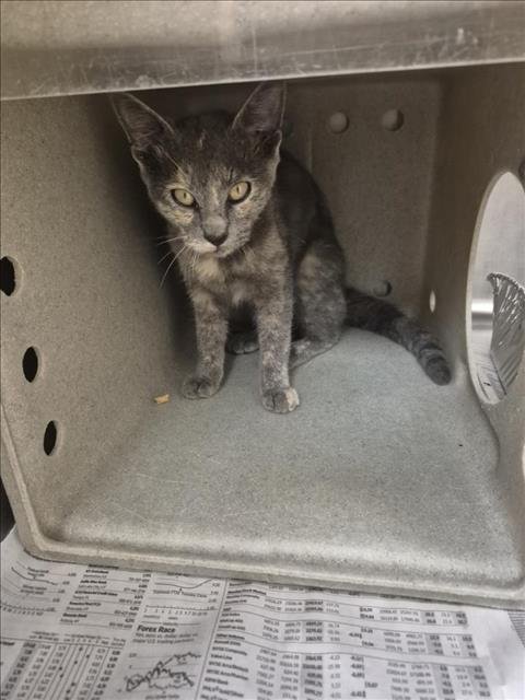 FREYA - Domestic Short Hair available for adoption