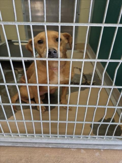 A042709 - Labrador Retriever available for adoption