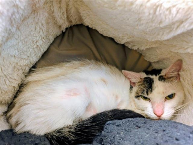 JERRELL - Domestic Short Hair available for adoption