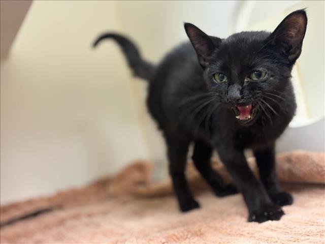 DODGER - Domestic Short Hair available for adoption